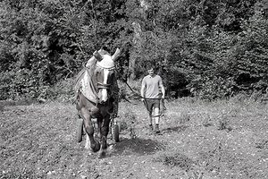 Jean-Christophe Bajoux, un agriculteur à l&rsquo;ancienne